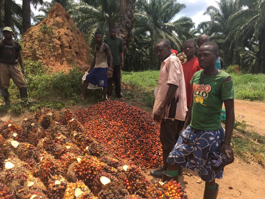 Feronia PHC Workers at its Yaligimba plantation.JPG