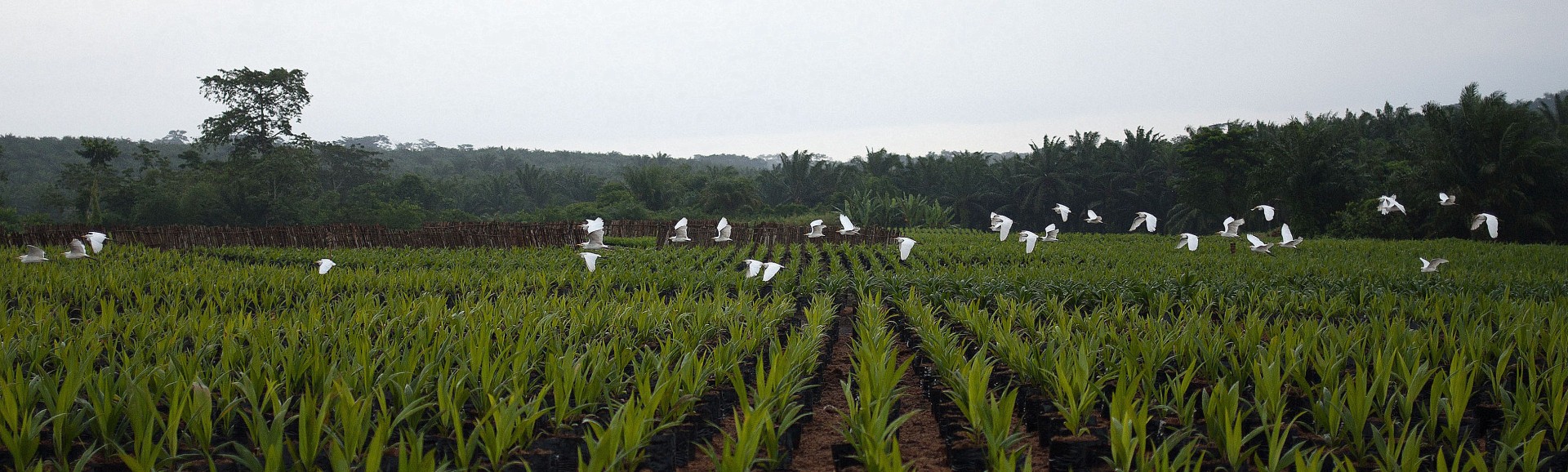 A Feronia PHC Oil Palm Nursery.jpg