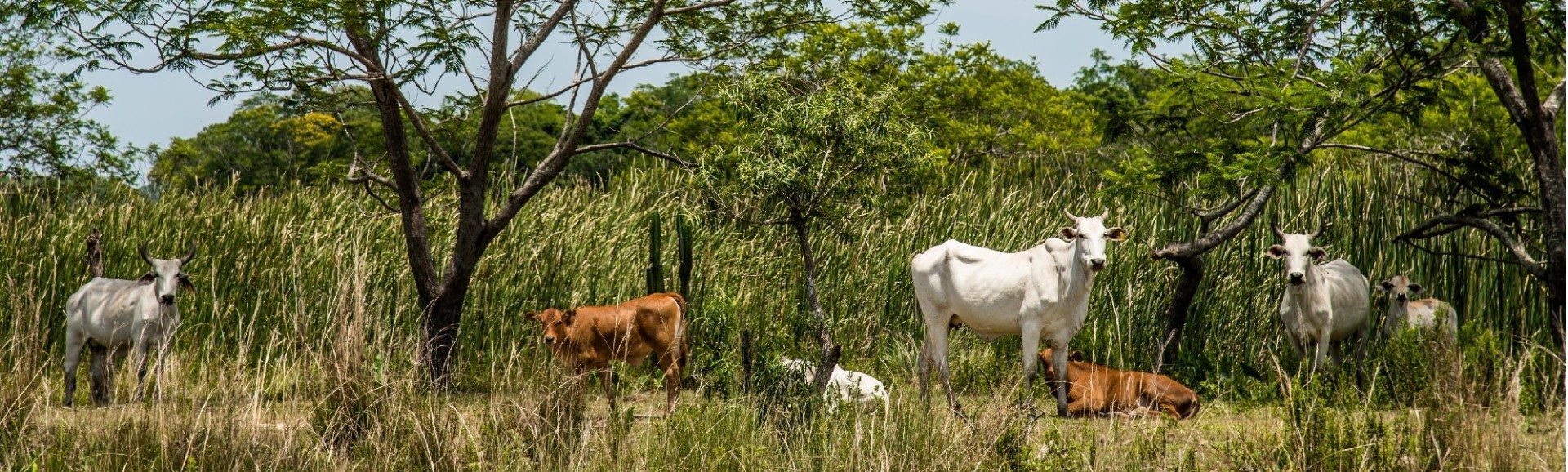 Cattle_026-4.jpg