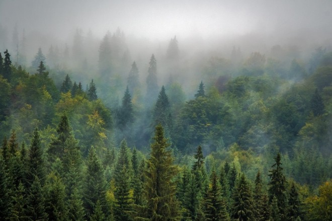 trees-975091_1280.jpg