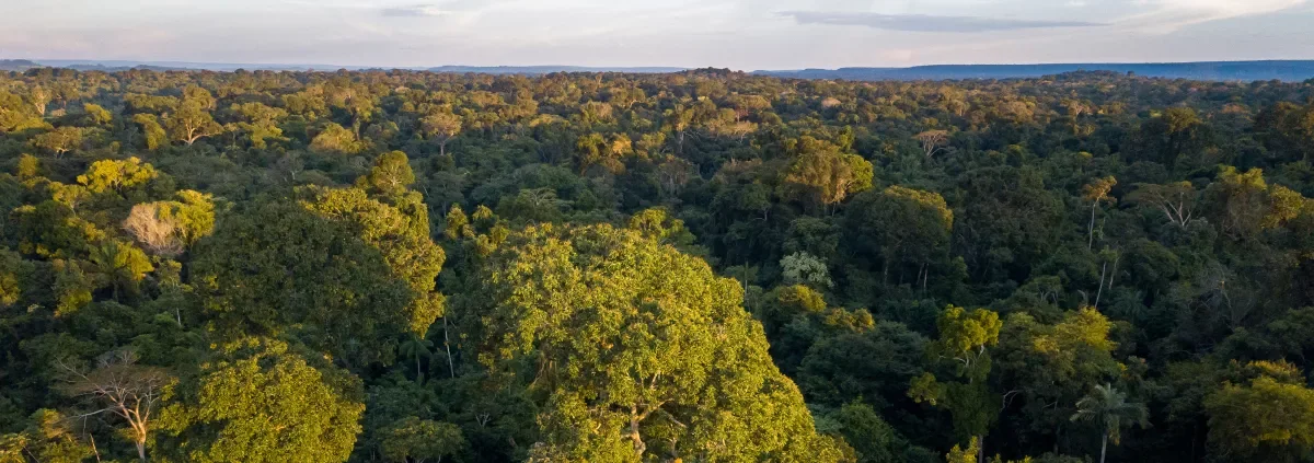 forest- report.webp