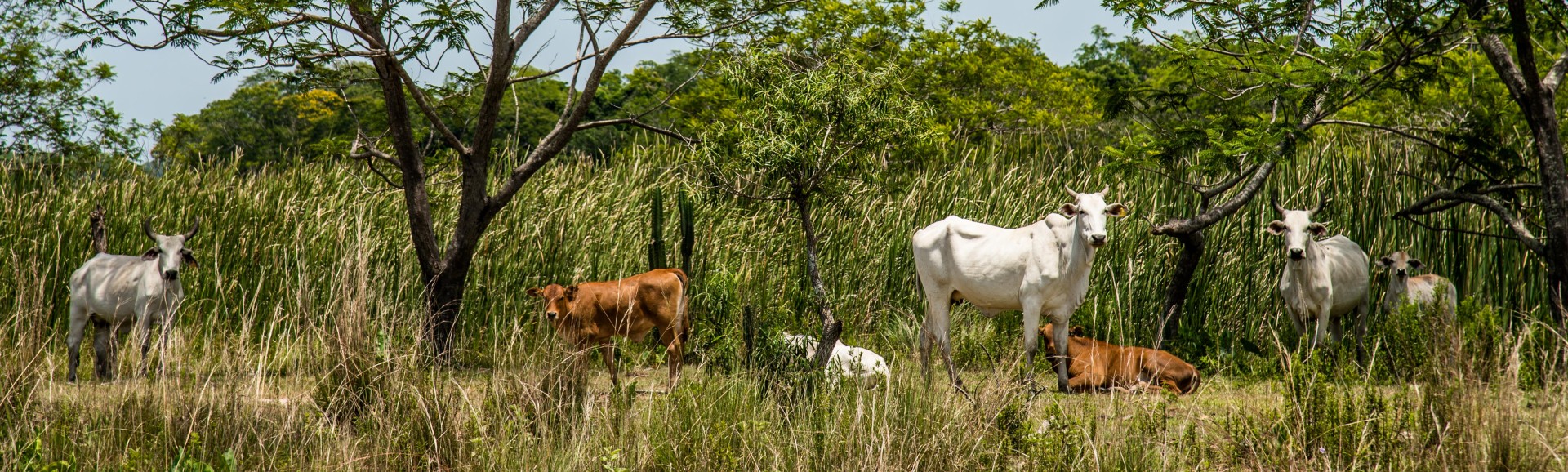 Cattle_026.jpg