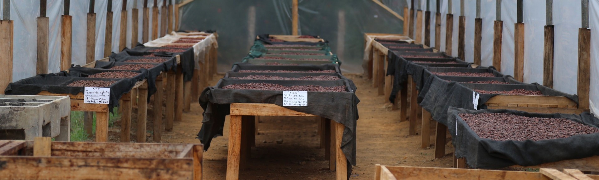 Cocoa drying.jpeg