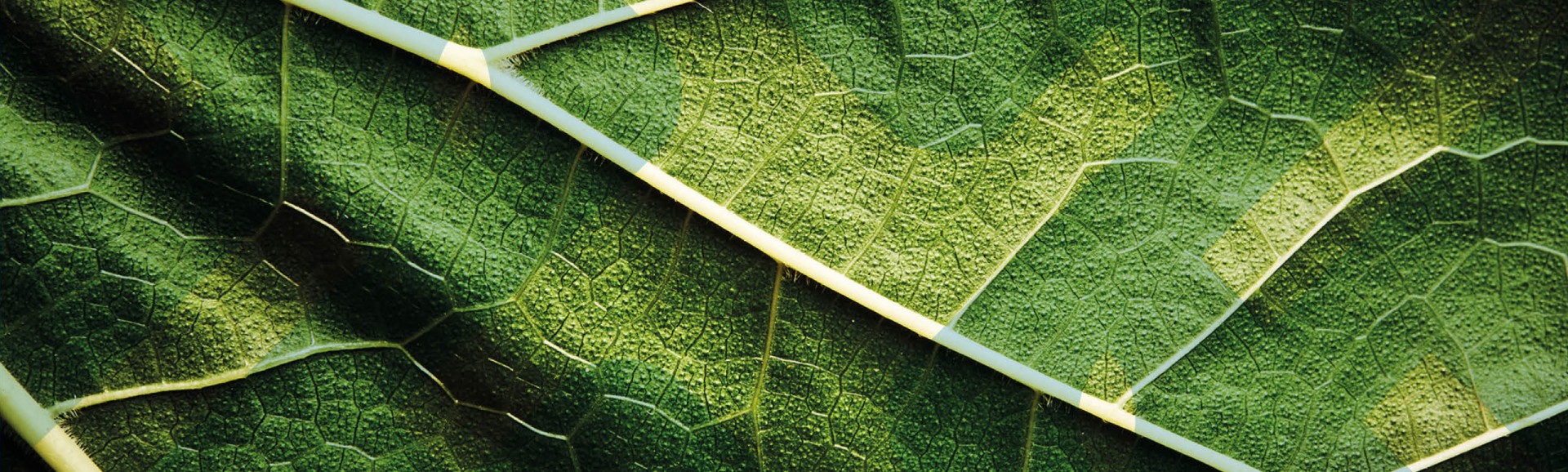5c Headers for FMO website (2560x770)3.jpg