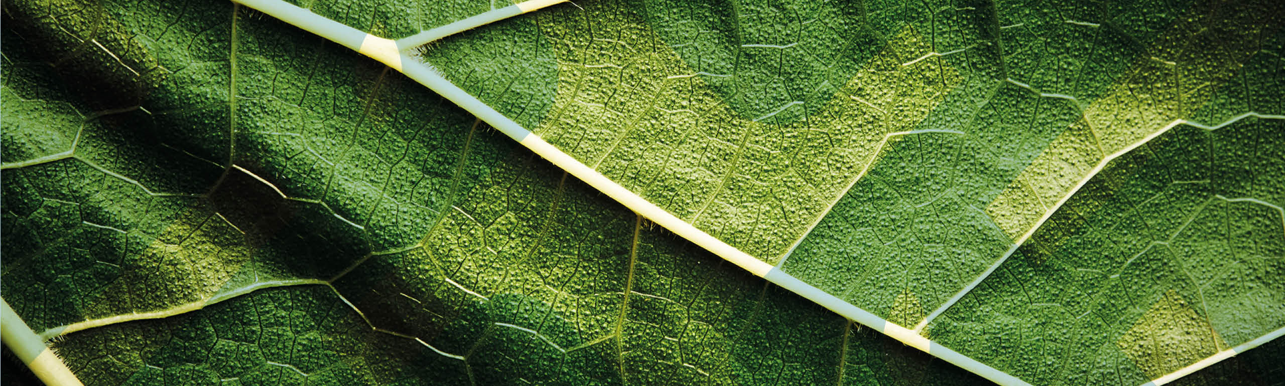 How do we ensure that E&S risks don't hinder the scale up of FSLU ...